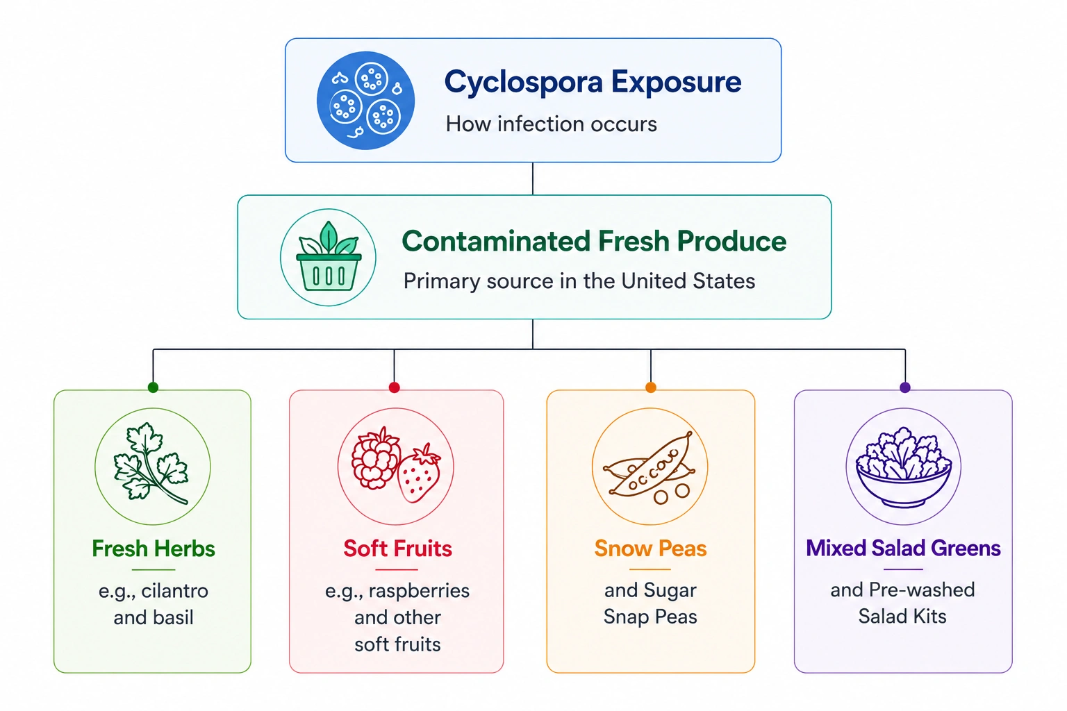 Answers to the most common Cyclospora questions during Michigan's 2026 outbreak, covering how it spreads, testing, and treatment.